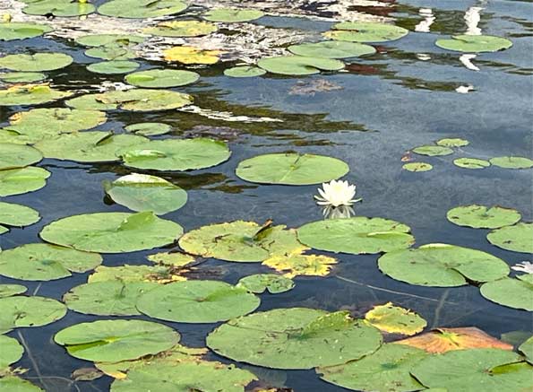 Lilly Pads